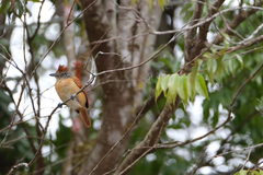 Thamnophilus doliatus image