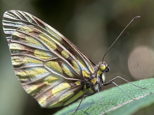 Dismorphia hyposticta