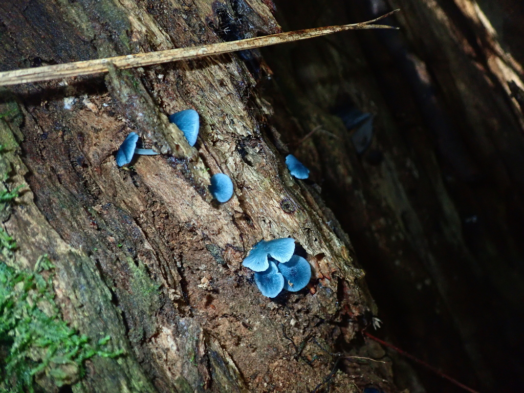 Clitocybula azurea · March 2023 · photo: © tsssss (iNaturalist, cc0)