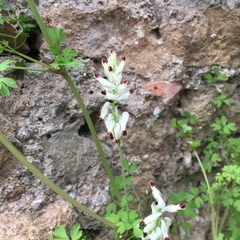 Fumaria capreolata