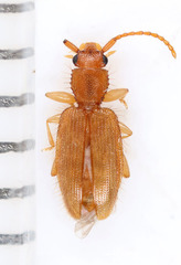 Telephanus