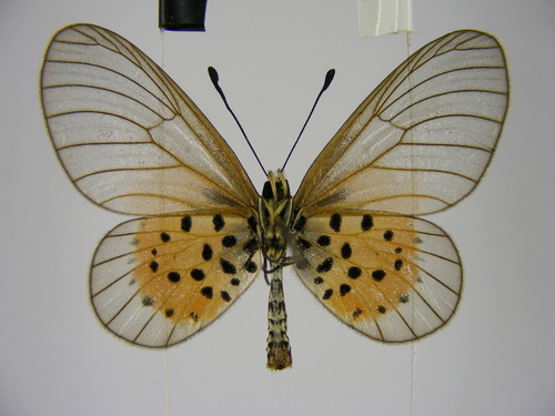 Common Glassy Acraea