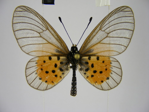 Common Glassy Acraea