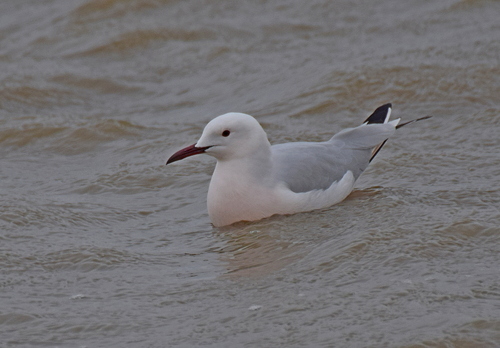 Gaviota picofina (Chroicocephalus genei)