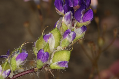 Image of Lupinus flavoculatus by (c) Steve Matson, some rights reserved (CC BY)