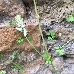 Fumaria capreolata