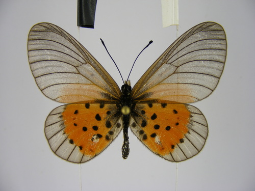 Common Glassy Acraea