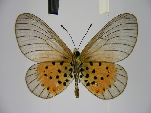 Common Glassy Acraea