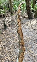 Media resource of Hydnoporia olivacea
