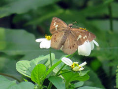 Seseria formosana
