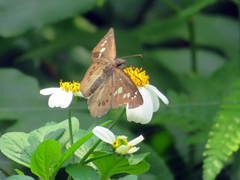 Seseria formosana