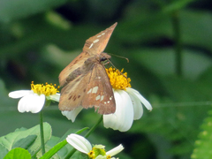 Seseria formosana