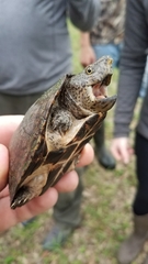 Sternotherus minor