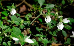 Isoglossa ciliata