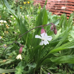 Silene latifolia