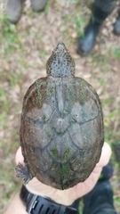 Sternotherus minor