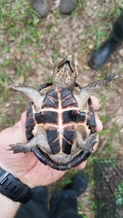 Sternotherus minor