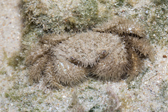 Pilumnus vespertilio