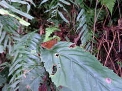 Caltoris cahira austeni