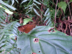 Caltoris cahira austeni