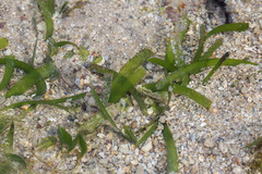 Thalassia hemprichii