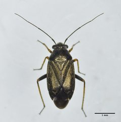 Irbisia californica