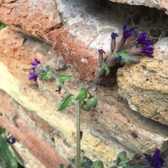 Anchusa undulata