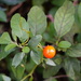 Solanum pseudocapsicum - Photo (c) symisme840,  זכויות יוצרים חלקיות (CC BY-NC), הועלה על ידי symisme840