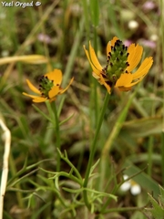 Adonis dentata