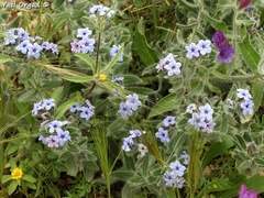 Alkanna strigosa