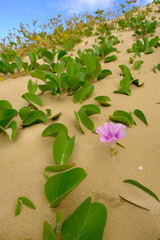 Ipomoea pes-caprae brasiliensis