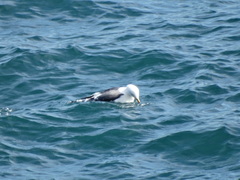 Larus occidentalis