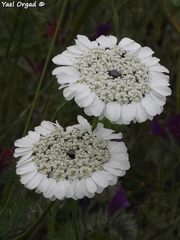 Artedia squamata