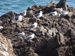 Larus occidentalis