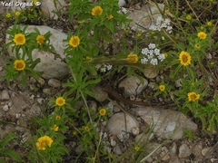 Asteriscus aquaticus