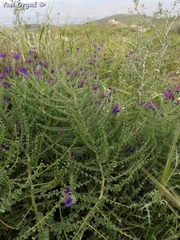 Astragalus aleppicus