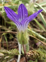 Campanula hierosolymitana
