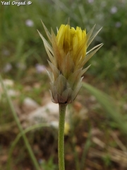 Catananche lutea