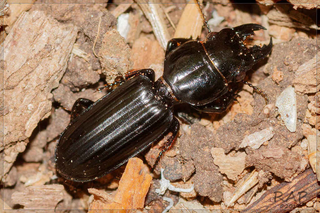 Scarites anthracinus