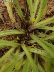 Catananche lutea
