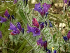 Echium judaeum