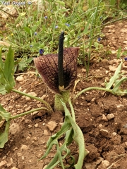 Eminium spiculatum