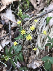 Zizia trifoliata