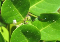 Ischnura capreolus
