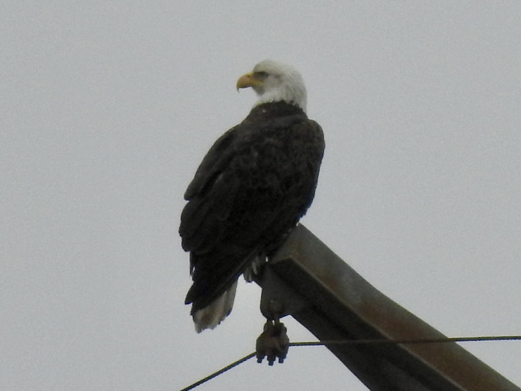 Bald Eagle In January 2024 By Kathy McAleese INaturalist   Large 