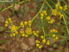 Haplophyllum buxbaumii