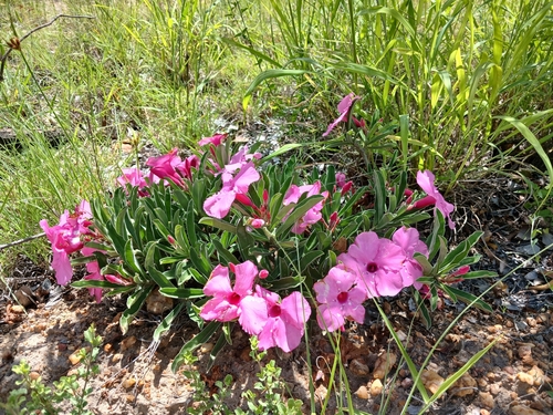 Rosa do deserto