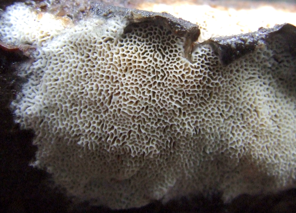 Ceriporiopsis balaenae
