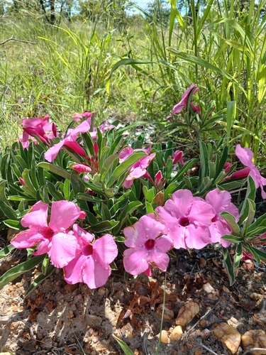 Foto de Rosa do deserto