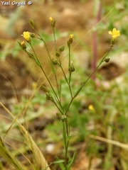 Linum corymbulosum